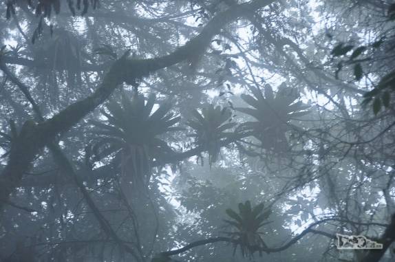 Milhares de bromélias penduradas nos galhos das árvores na mata úmida que ocupa a parte baixa do Parque Nacional da Serra dos Órgãos, no Rio de Janeiro, portaria de Teresópolis